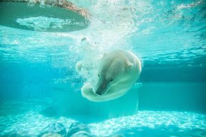 Polar Bear swimming