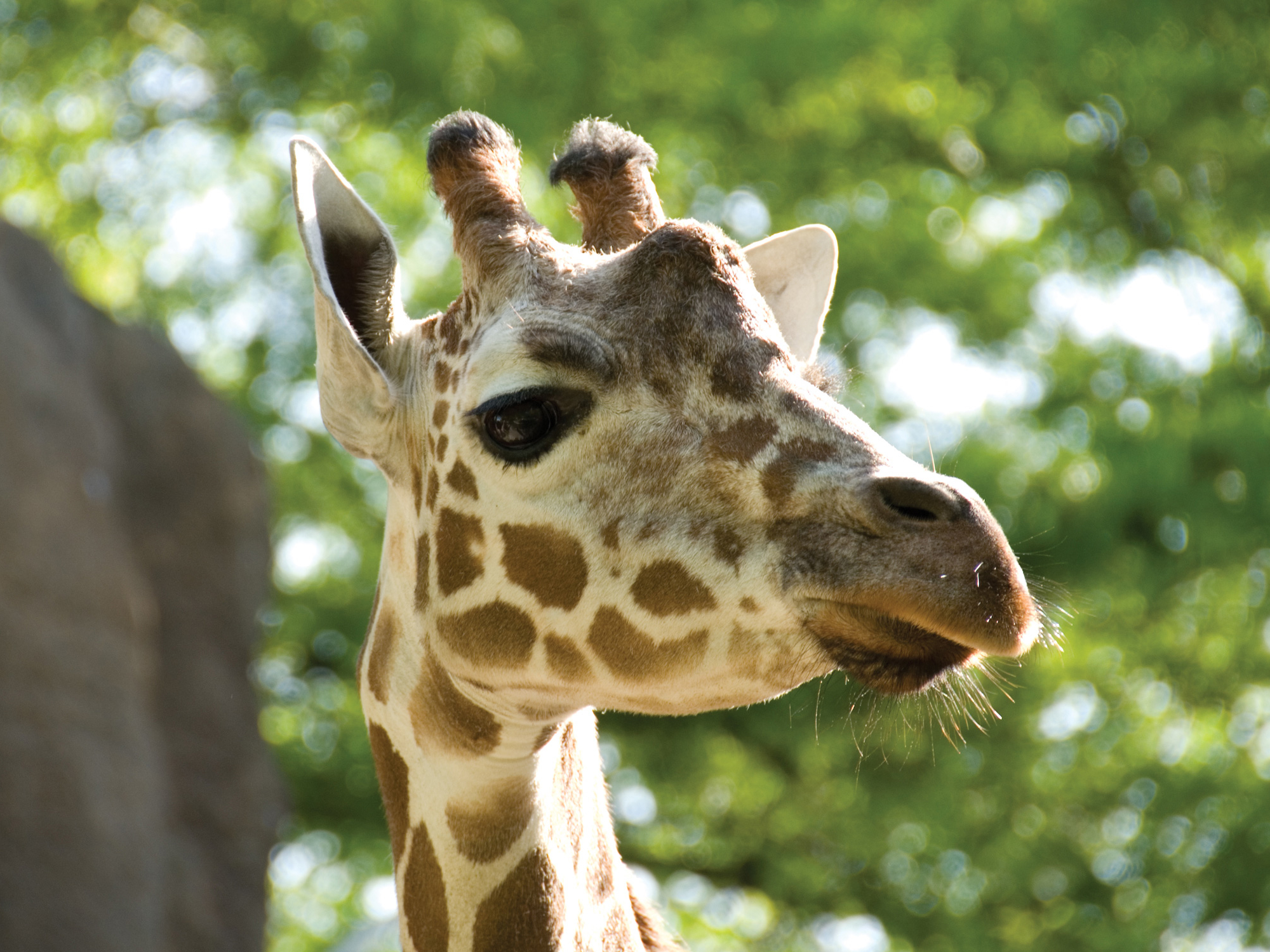 The Philadelphia Zoo Website